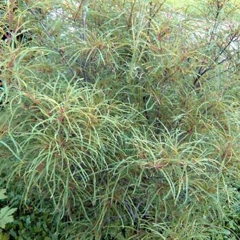 Крушина - лпх-первомайское.рф