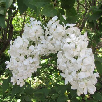 Весталка( нет в наличии) - лпх-первомайское.рф