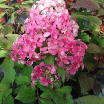 Гортензия "Фрайз мельба" - лпх-первомайское.рф