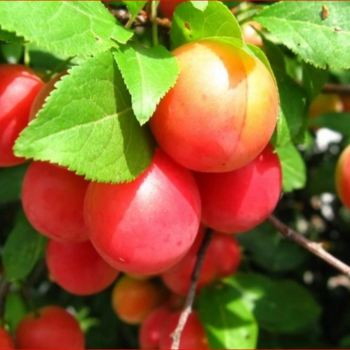  Егоровна - лпх-первомайское.рф