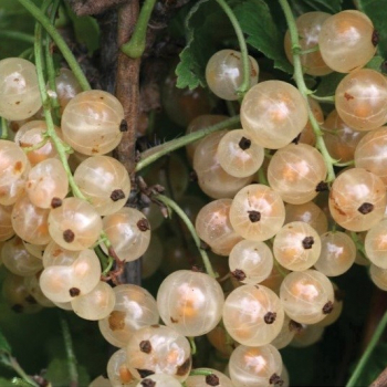 Смородина Уральская белая (нет в наличии) - лпх-первомайское.рф