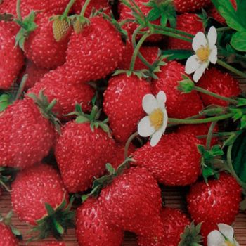 земляника  Золушка (нет в наличии) - лпх-первомайское.рф