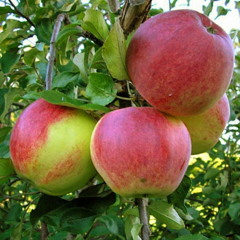 Яблоня Уэлси 3х-лет (нет в наличии) - лпх-первомайское.рф