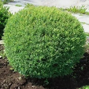 Ива шаровидный карлик - лпх-первомайское.рф