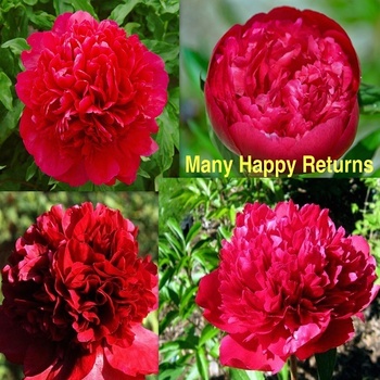 Мени хеппи ретурнс - лпх-первомайское.рф