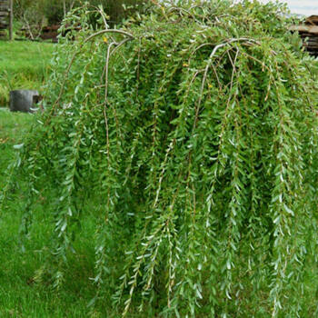 Ива пендула - лпх-первомайское.рф