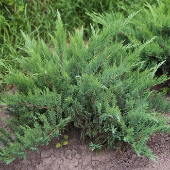 Можжевельник казацкий  Рокери Джем - лпх-первомайское.рф