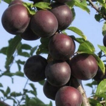 Любинария - лпх-первомайское.рф