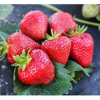 Клубника Априка - лпх-первомайское.рф