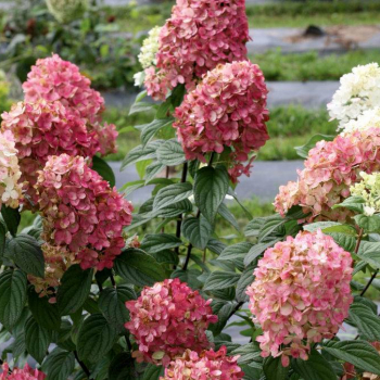 Гортензия" Меджикал кендл" - лпх-первомайское.рф