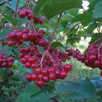 Ульгень(нет в наличии) - лпх-первомайское.рф