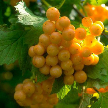 Ксантокарпум (нет в наличии) - лпх-первомайское.рф