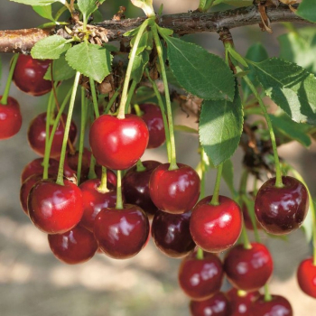 Изобильная (нет в наличии) - лпх-первомайское.рф