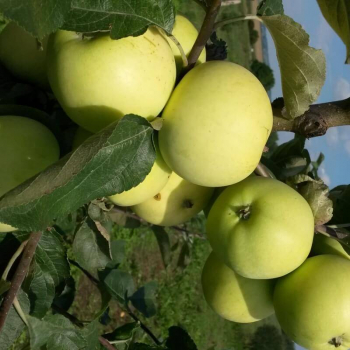 Яблоня Белый налив ( нет в наличии) - лпх-первомайское.рф