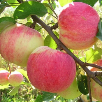 Яблоня Персиянка 4х-лет - лпх-первомайское.рф