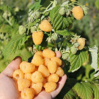 Малина Утренняя роса ( нет в наличии) - лпх-первомайское.рф