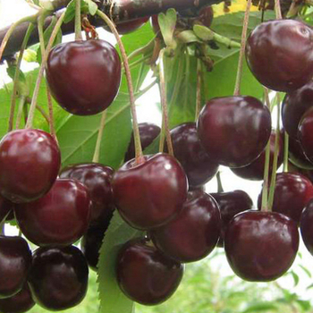 Надежда( нет в наличии) - лпх-первомайское.рф