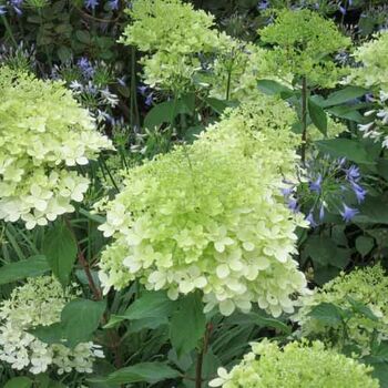 Гортензия "Гринспайер" - лпх-первомайское.рф