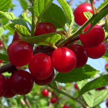 Натали (нет в наличии) - лпх-первомайское.рф