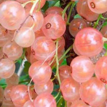 Смородина Роза чаир  - лпх-первомайское.рф