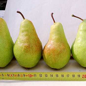 Груша Заметная - лпх-первомайское.рф