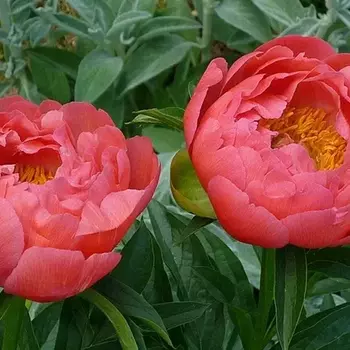 Коралл сансет - лпх-первомайское.рф