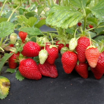 Клубника Альба - лпх-первомайское.рф