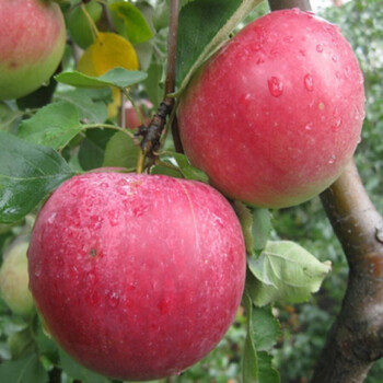 Яблоня Рождественское 3х-лет - лпх-первомайское.рф