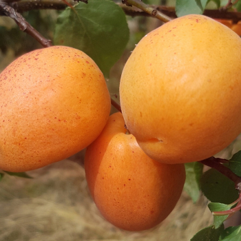 Абрикос Амур - лпх-первомайское.рф