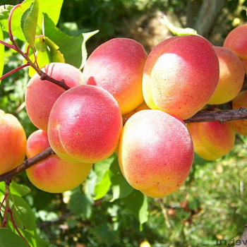 Абрикос Каролина - лпх-первомайское.рф