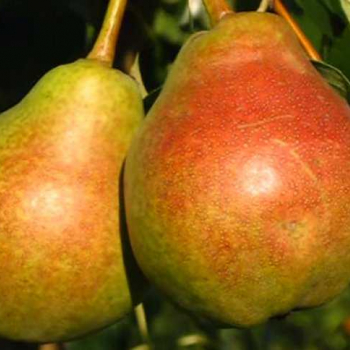 Груша Фаворитка - лпх-первомайское.рф