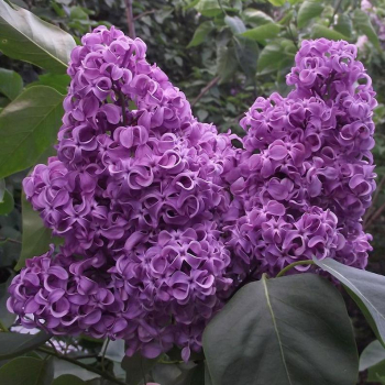 Академик Курчатов ( нет в наличии) - лпх-первомайское.рф