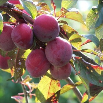 Забавница( нет в наличии) - лпх-первомайское.рф