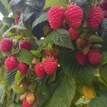 Малина Августовское чудо ( нет в наличии) - лпх-первомайское.рф