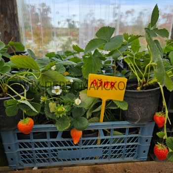 Клубника Азия - лпх-первомайское.рф