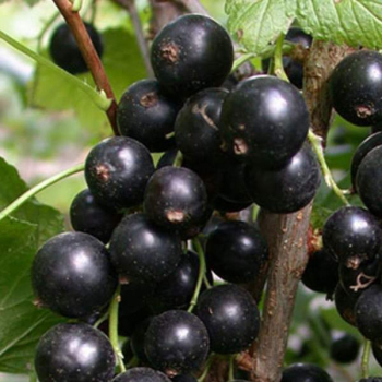 Смородина Атаман - лпх-первомайское.рф