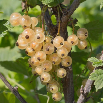 Смородина Потапенко (нет в наличии) - лпх-первомайское.рф
