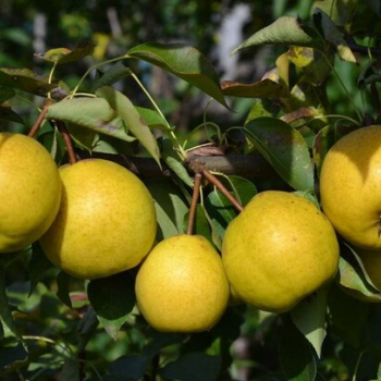 Груша Бережённая - лпх-первомайское.рф