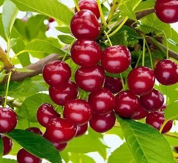 Болотовская - лпх-первомайское.рф