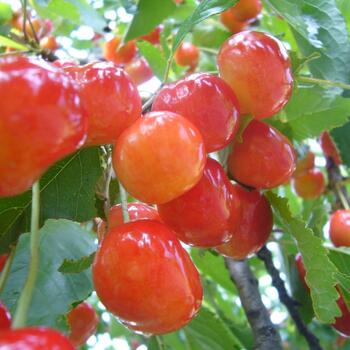 Фатеж (нет в наличии) - лпх-первомайское.рф