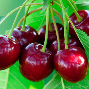 Валерий  Чкалов (нет в наличии) - лпх-первомайское.рф