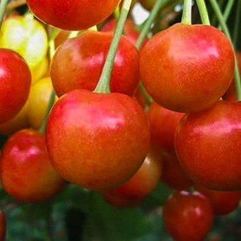 Брянская розовая( нет в наличии) - лпх-первомайское.рф