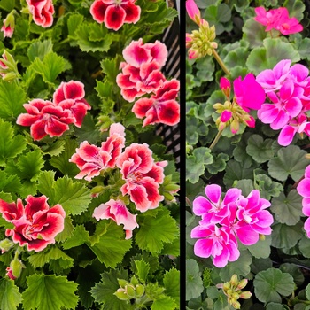 Пеларгония королевская ( нет в наличии) - лпх-первомайское.рф