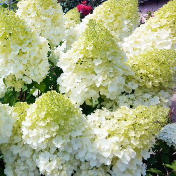  Гортензия "Полярный медведь( Polar Bear)" - лпх-первомайское.рф
