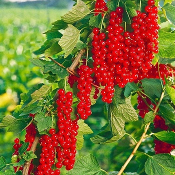 Смородина Ровада - лпх-первомайское.рф