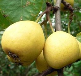 Груша Талица( скороспелка свердловская) - лпх-первомайское.рф