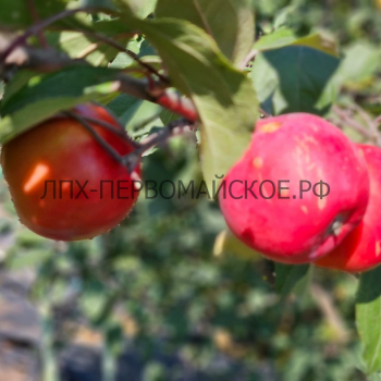 Яблоня Экранное 3х-лет - лпх-первомайское.рф