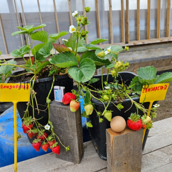 Клубника Елизавета 2 - лпх-первомайское.рф