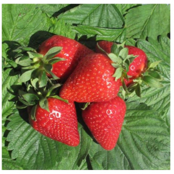 Клубника АМИ (нет в наличии) - лпх-первомайское.рф