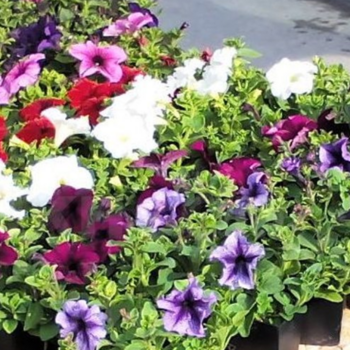 Петуния МИКС (нет в наличии) - лпх-первомайское.рф